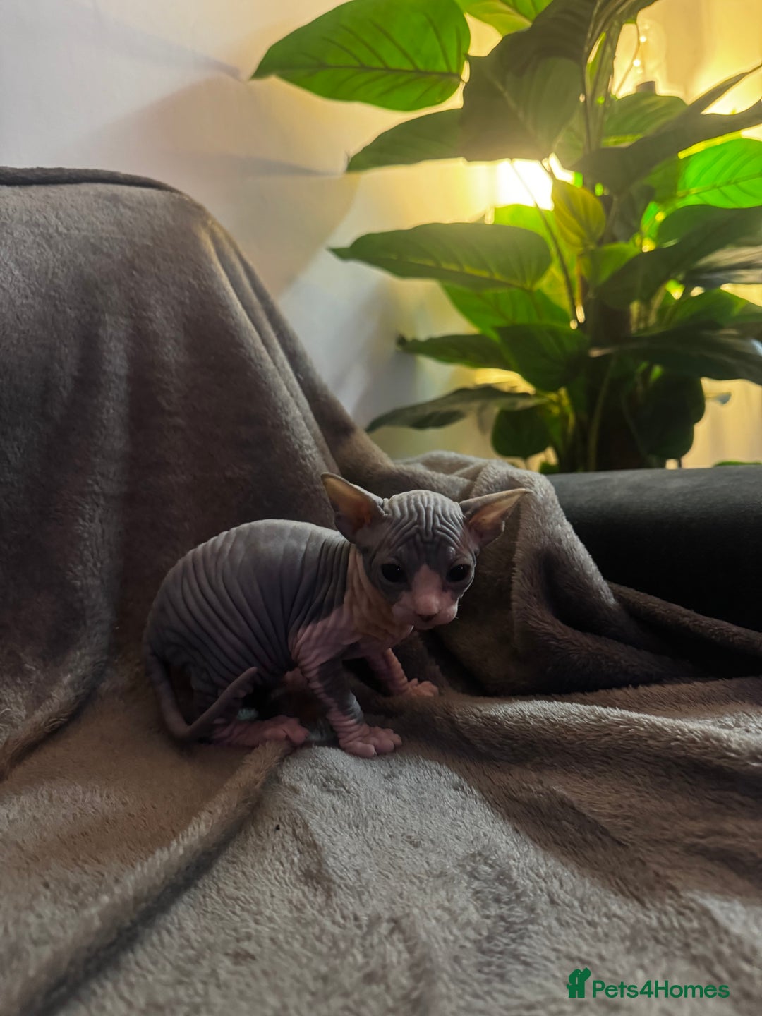 Sphynx cats for sale: Adorable female Sphynx  - Advert 4