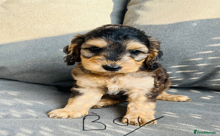 Cockapoo dogs - Advert 14