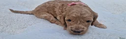 Cockapoo dogs for sale: Cockapoo Puppies Looking for Their Forever Homes in Reading - Advert 6