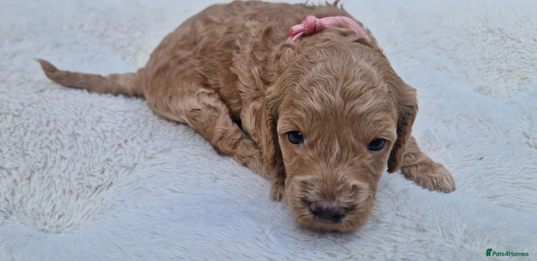 Cockapoo dogs for sale: Cockapoo Puppies Looking for Their Forever Homes - Advert 40