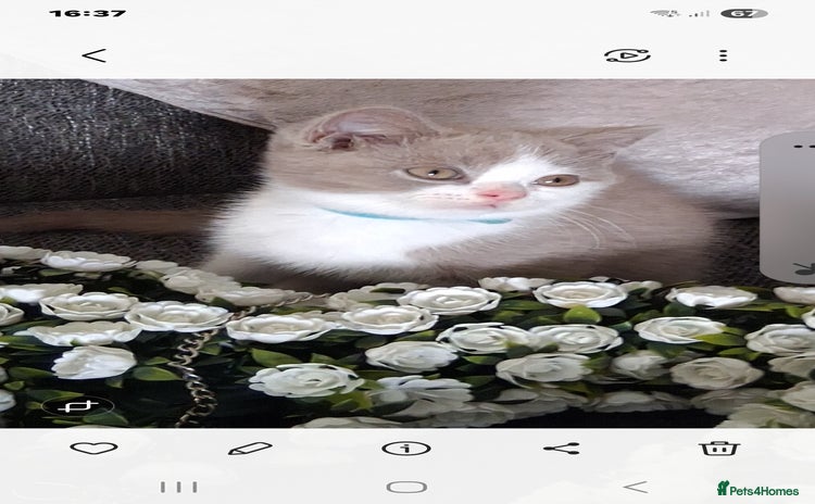 British Shorthair cats - Advert 5