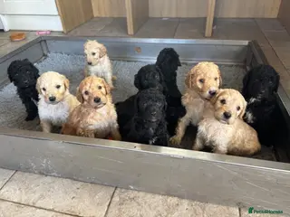 Goldendoodle dogs for sale: Beautiful Goldendoodles - Advert 4