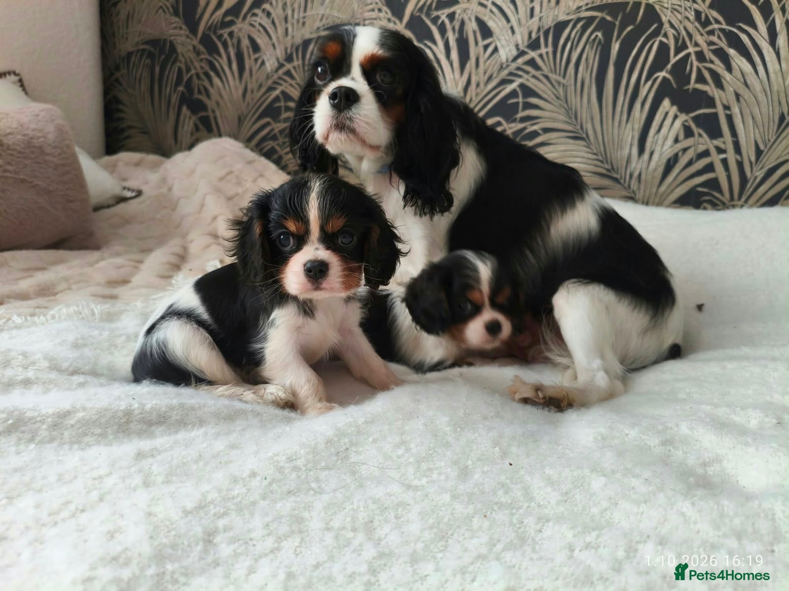 King Charles Spaniel dogs Female King Charles Spaniel Puppies - Advert 7