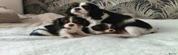King Charles Spaniel dogs for sale: Female King Charles Spaniel Puppies - Advert 1
