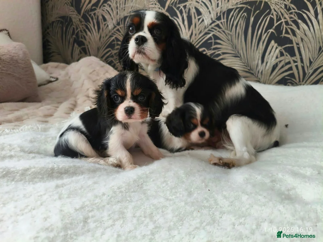 King Charles Spaniel dogs for sale: Female King Charles Spaniel Puppies - Advert 1