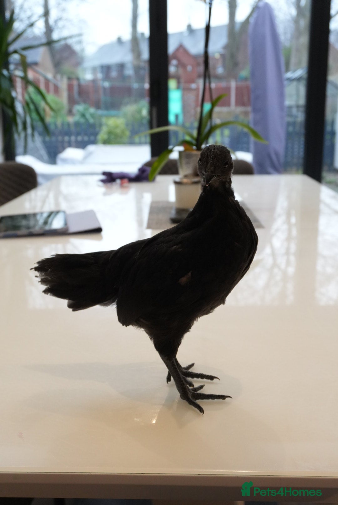 Chickens poultry Ayam Cemani in Salford - Advert 1