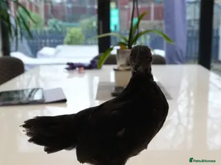 Chickens poultry Ayam Cemani in Salford - Advert 1