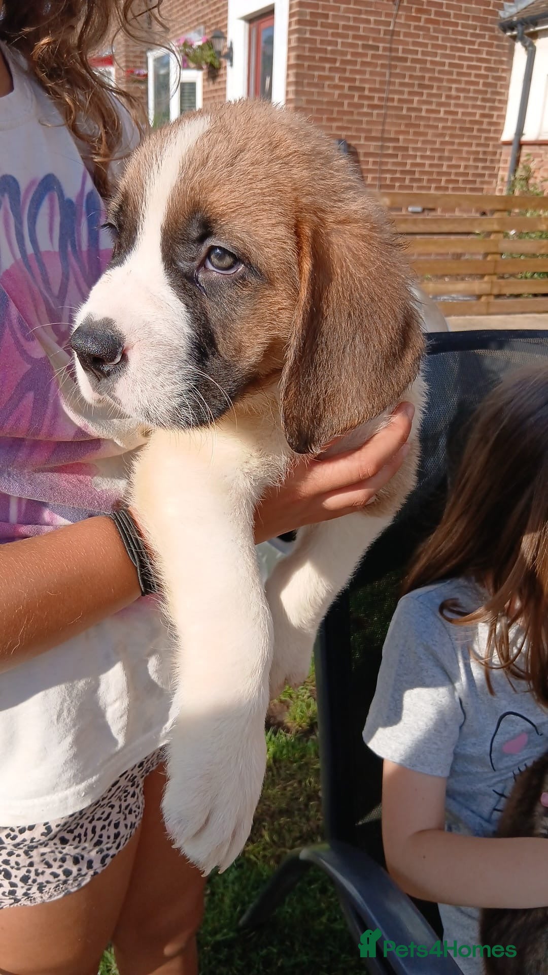 Saint Bernard dogs for sale: Saint Bernard puppies  - Image 22