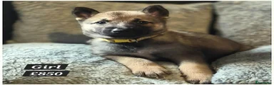 Mixed Breed 2