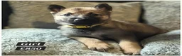 Mixed Breed dogs for sale: SIBERIAN HUSKY X BELGIAN-MALINOS  - Advert 3