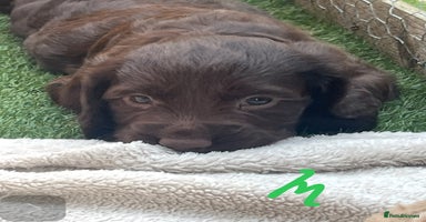 Cocker Spaniel dogs - Advert 4