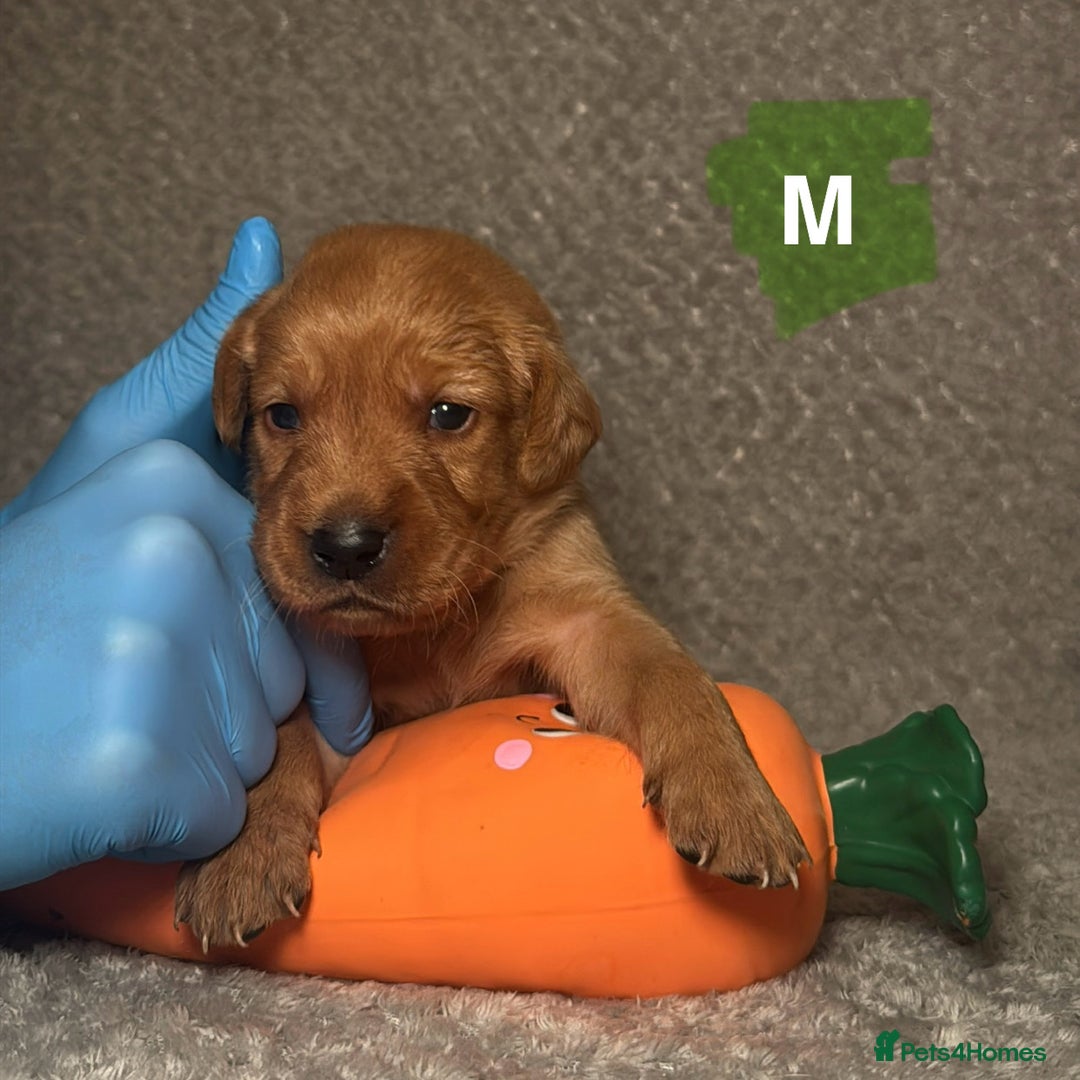 Labrador Retriever dogs for sale: Labrador Retriever Puppies - Raised in Family Home - Advert 31