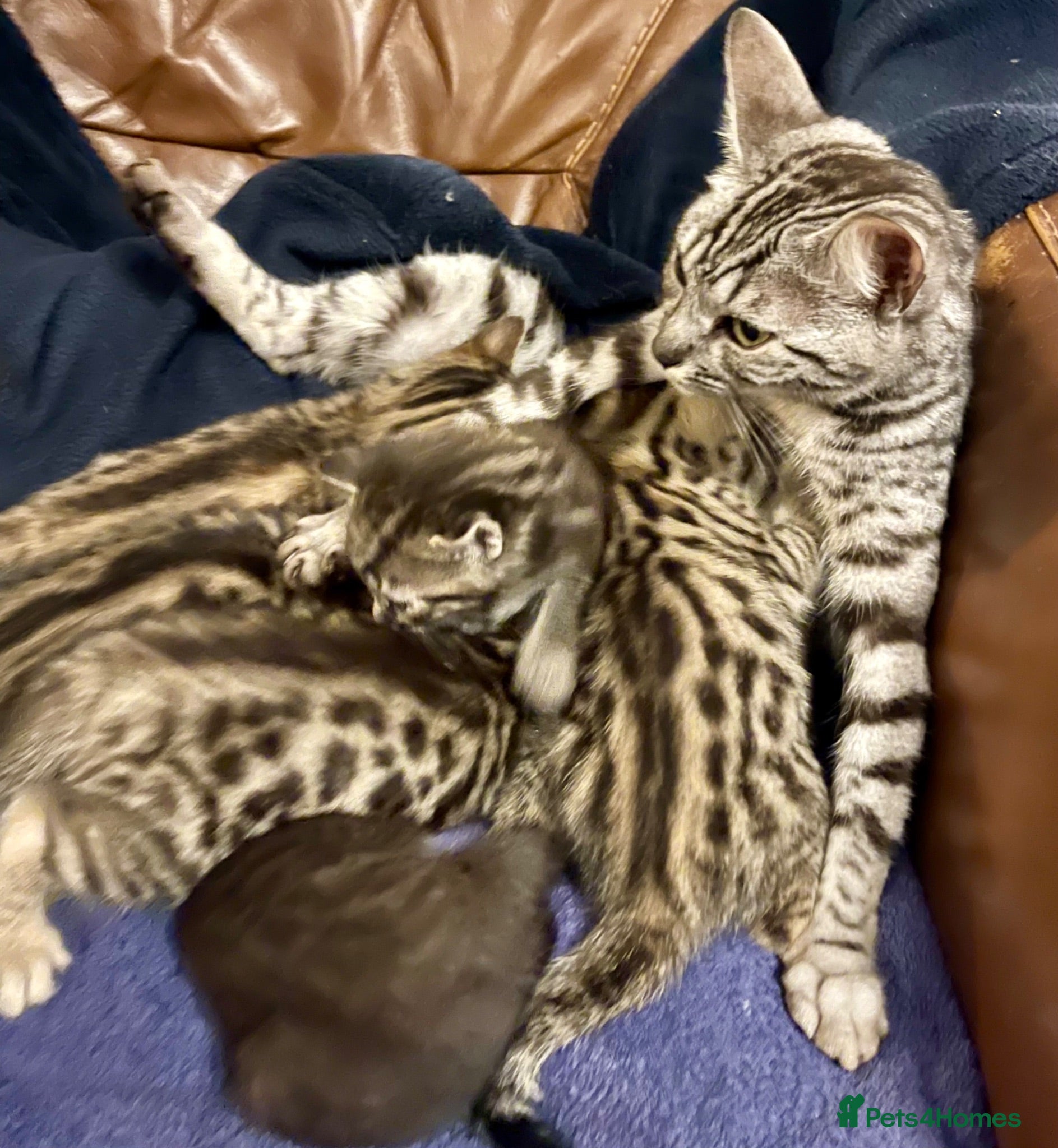 Bengal cats Beautiful bengal kittens for sale, norwich nr9 - Advert 1