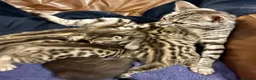 Bengal cats for sale: Beautiful bengal kittens for sale, norwich nr9 - Advert 1