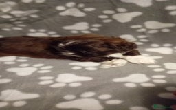 Shih Tzu dogs for sale: Shihtzu minature puppies stunning - Image 10