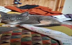 Mixed Breed cats for sale: Grey kittens  - Image 5