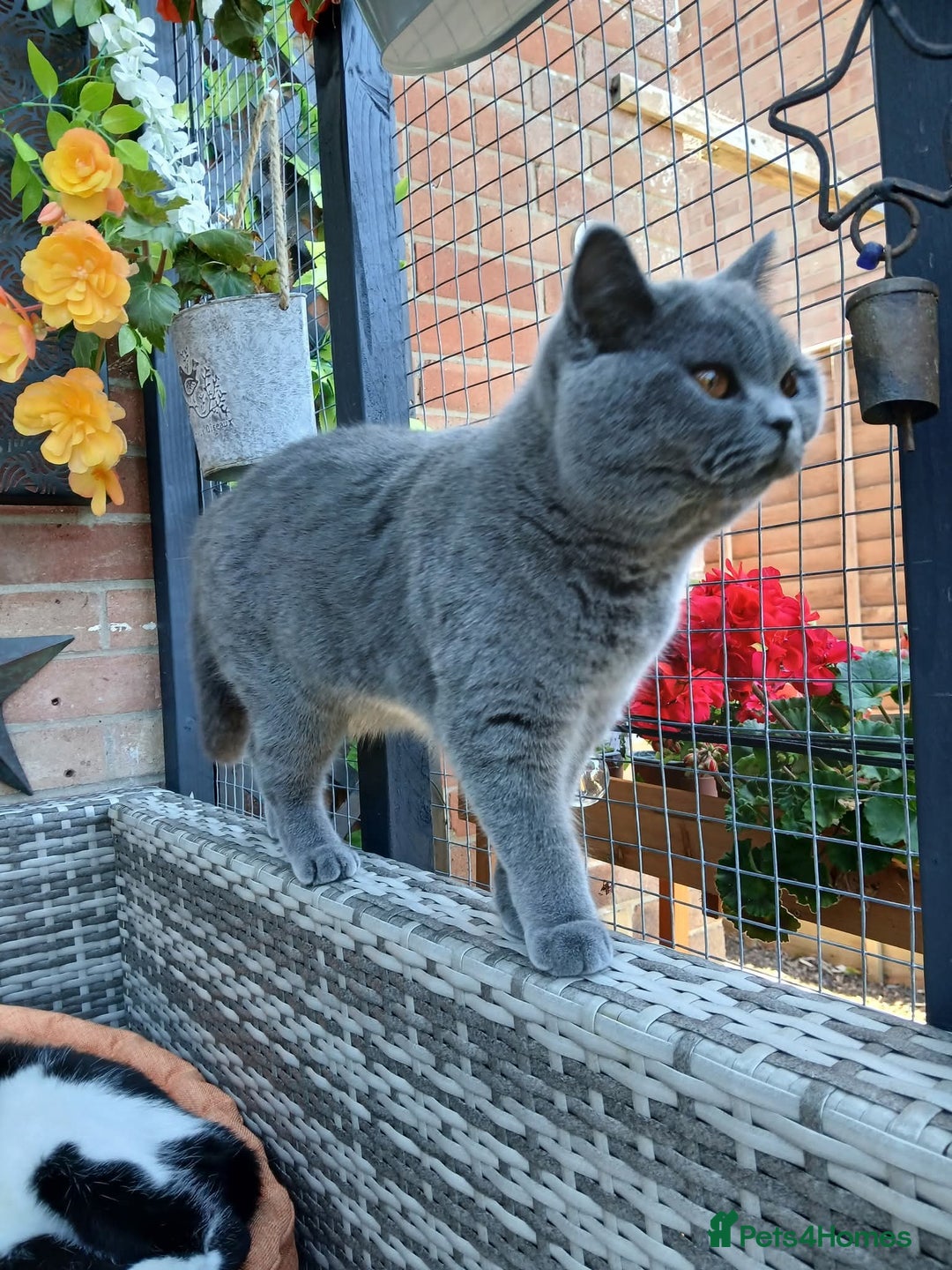 Mixed Breed cats for sale: Two indoor females seeking loving home together  - Image 1