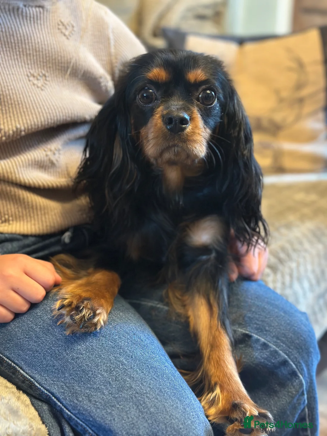 Cavapoo dogs for sale: Stunning f1 Cavapoos  - Advert 16
