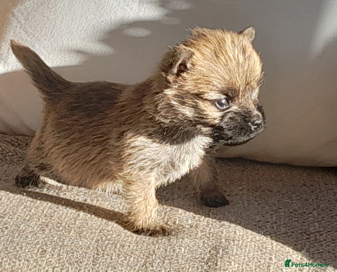 Cairn Terrier dogs for sale: Peggy has 5 handsome Boys and 2 beautiful girls - Advert 5