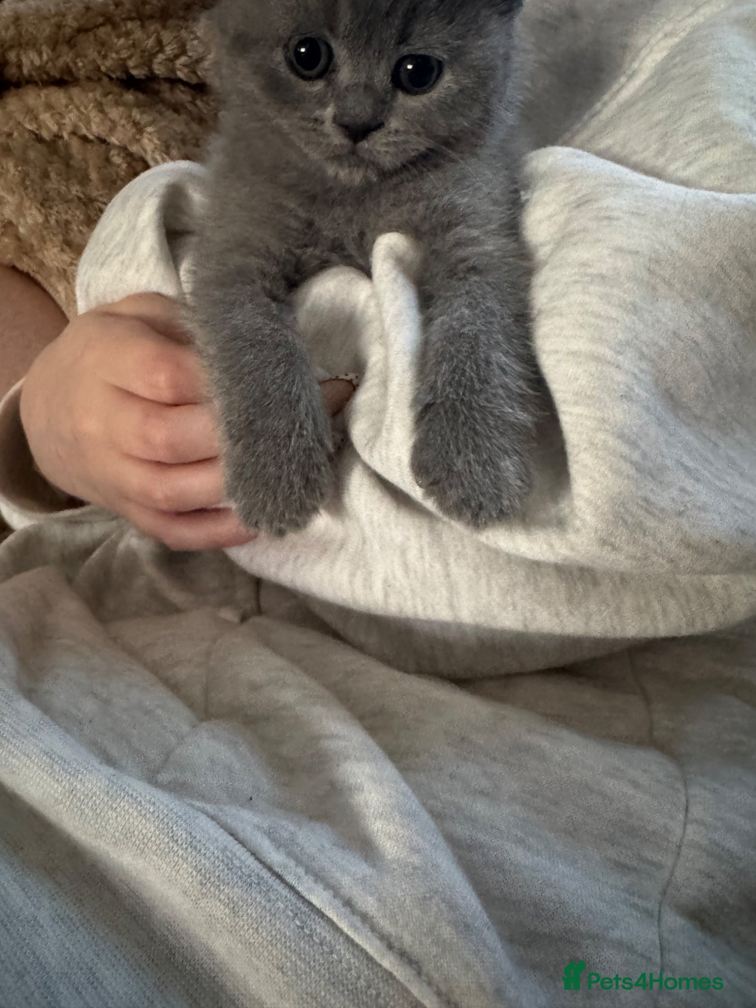 British Shorthair cats Beautiful British Girl Shorthair Kitten - Advert 2