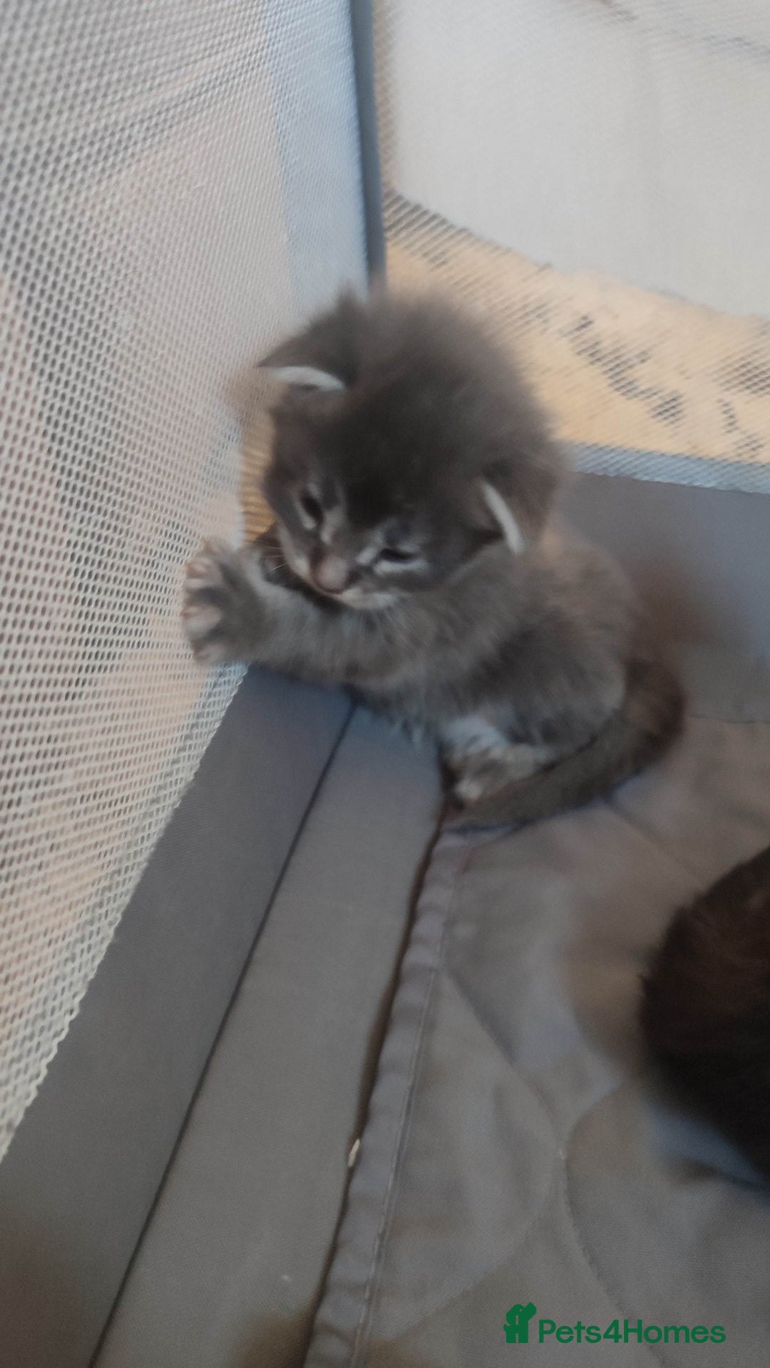 Maine Coon cats for sale: Tica Reg and fully health tested - Advert 23