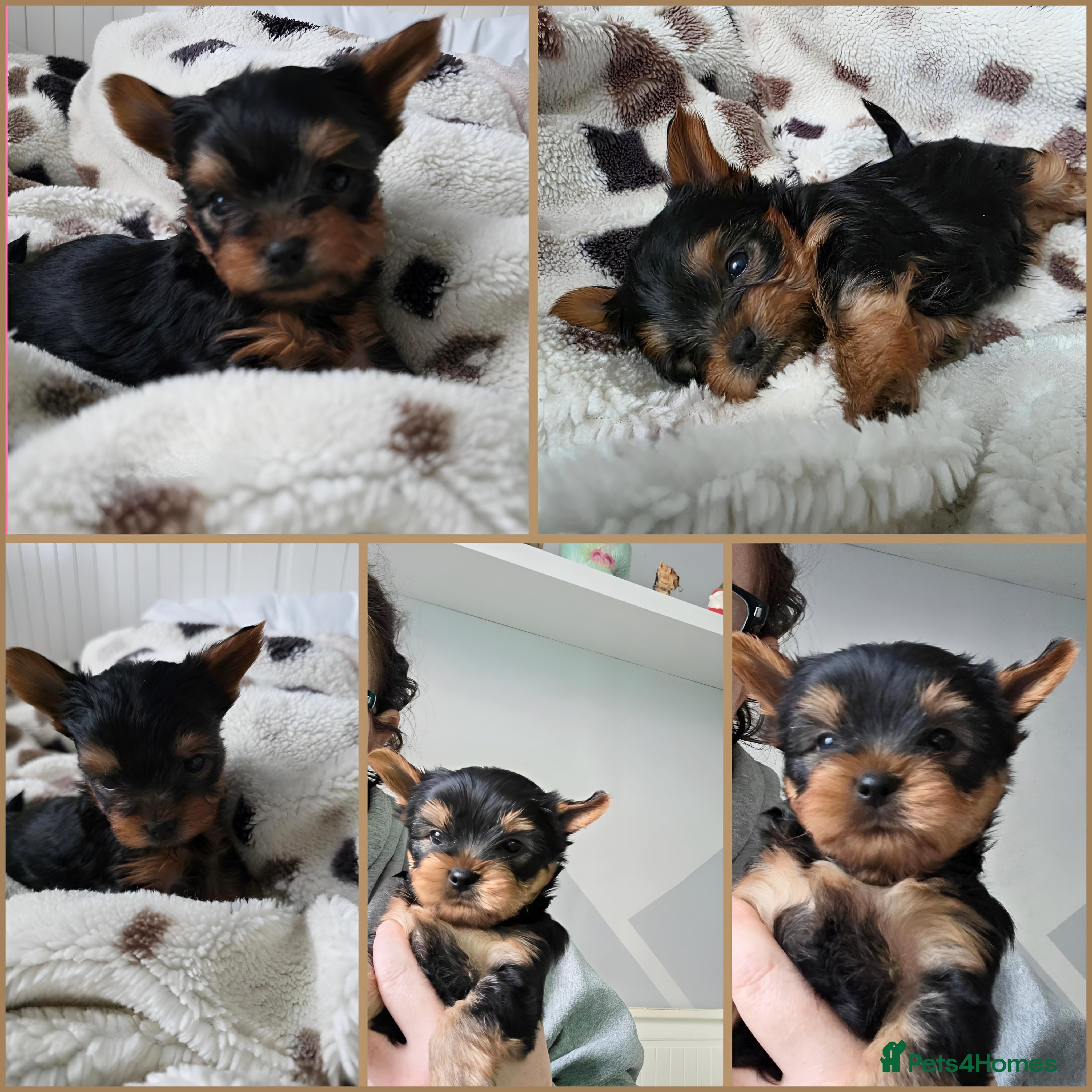 Yorkshire Terrier dogs Kc.reg.Yorkshire Terrier.Puppies ready for pickup - Advert 6