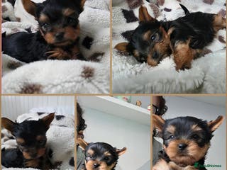 Yorkshire Terrier dogs Kc.reg.Yorkshire Terrier.Puppies ready for pickup - Advert 6