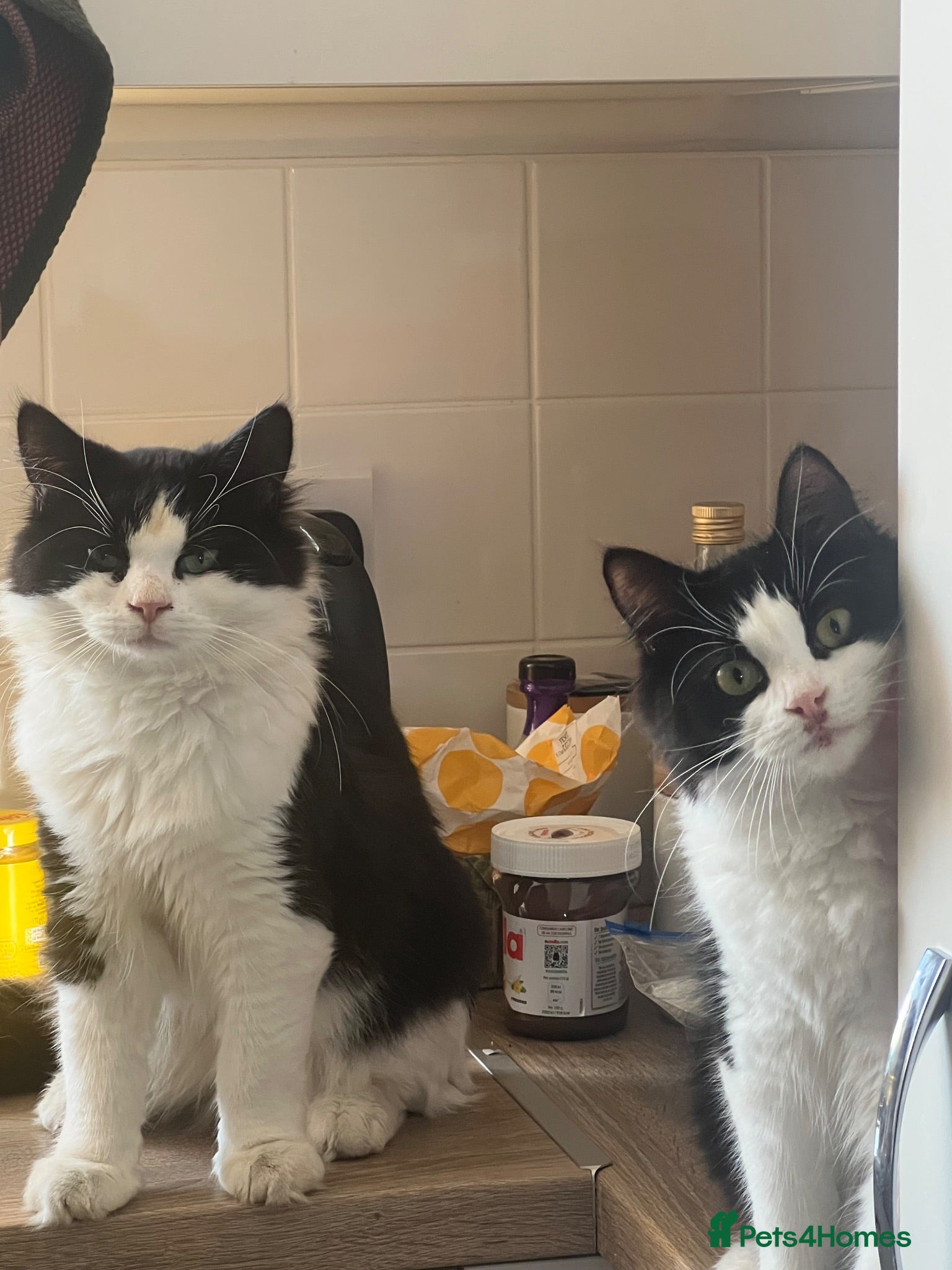 Mixed Breed cats Bibble & Babble - Advert 2