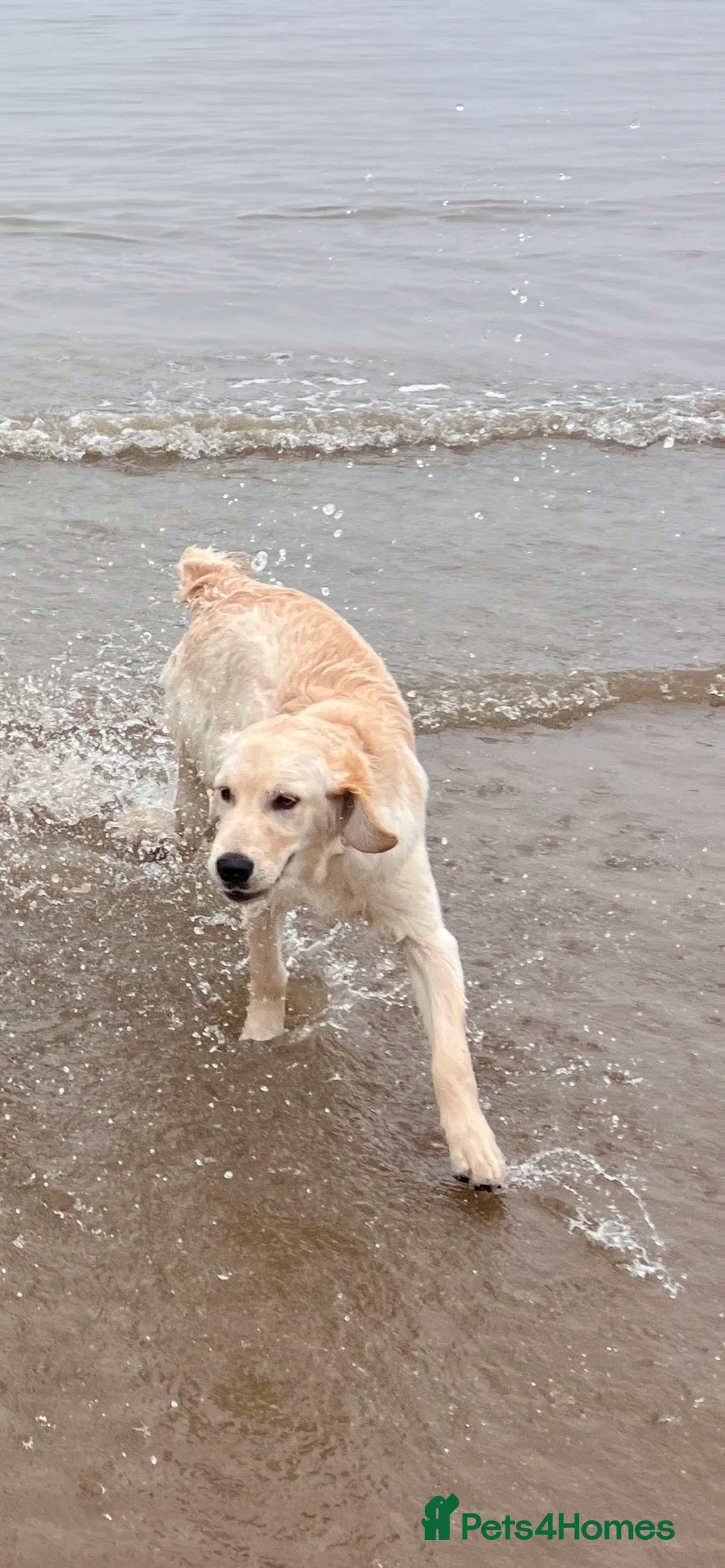 Golden Retriever dogs for sale: Puppy for sale  - Advert 1