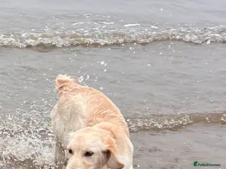 Golden Retriever dogs Puppy for sale - Advert 1