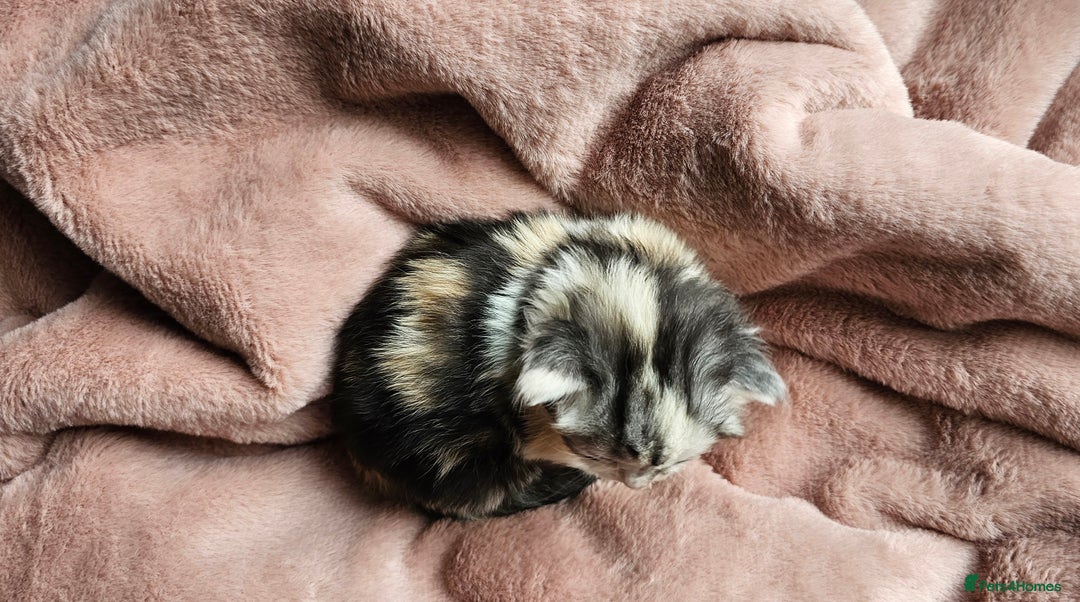 Maine Coon cats for sale: Half Maine Coon kittens - Image 6