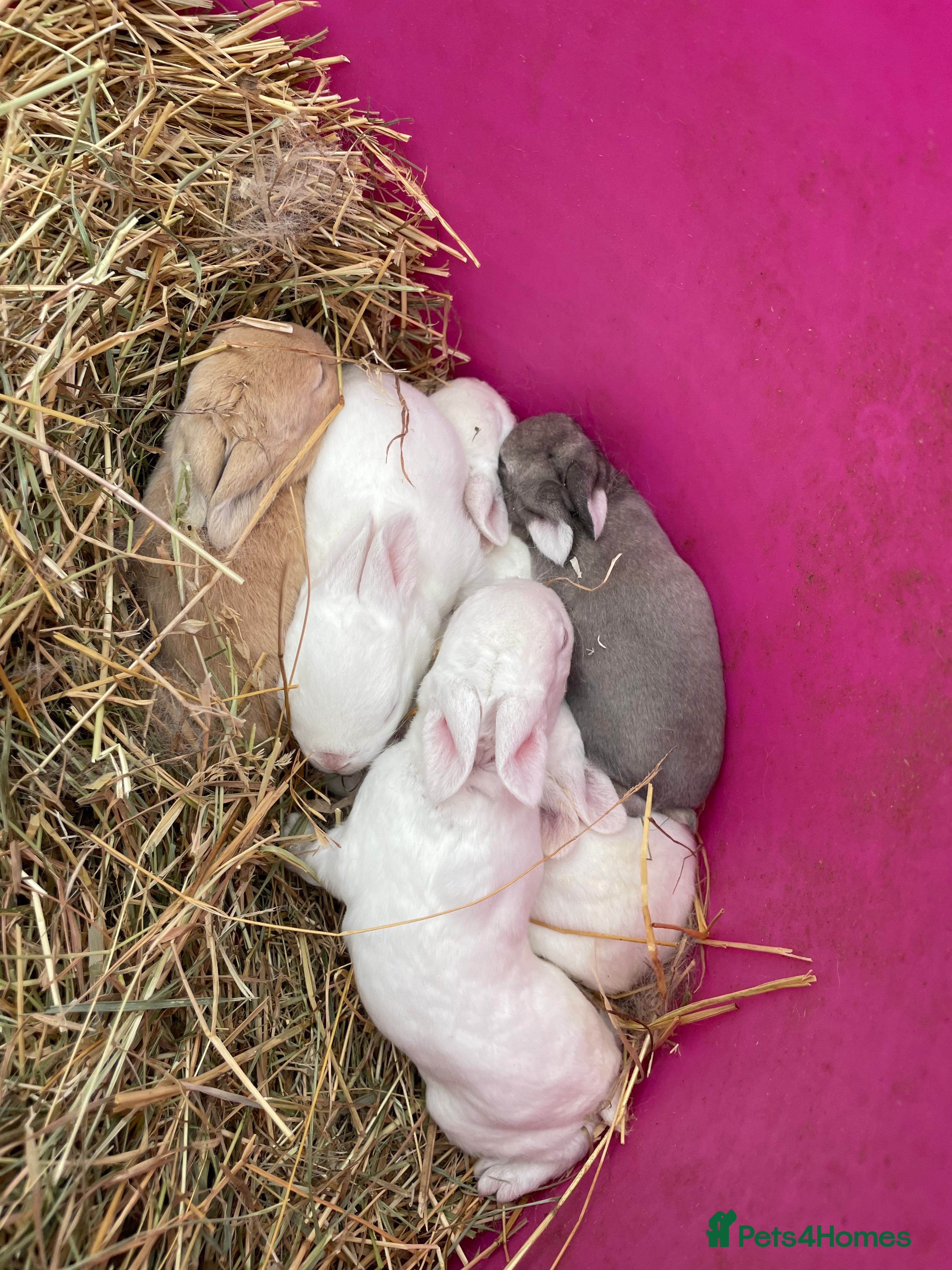 Rex rabbits 💙  gorgeous pure bred mini Rex 💙 - Advert 9