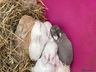 Rex rabbits 💙 gorgeous pure bred mini Rex 💙 - Advert 9