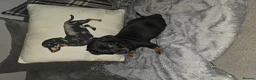 Dachshund dogs for sale: 2 mini daschund left ready to leave 4/9/26 in Bacup - Advert 4