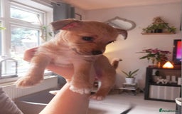 Mixed Breed dogs for sale: Chorkie puppy now available  - Image 1