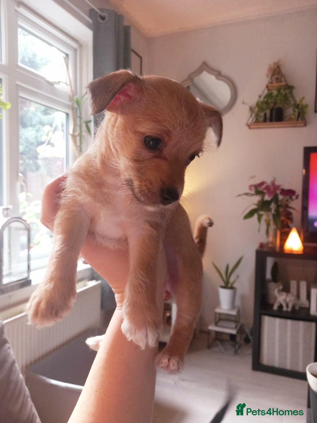 Mixed Breed dogs for sale: Chorkie puppy now available  - Image 1
