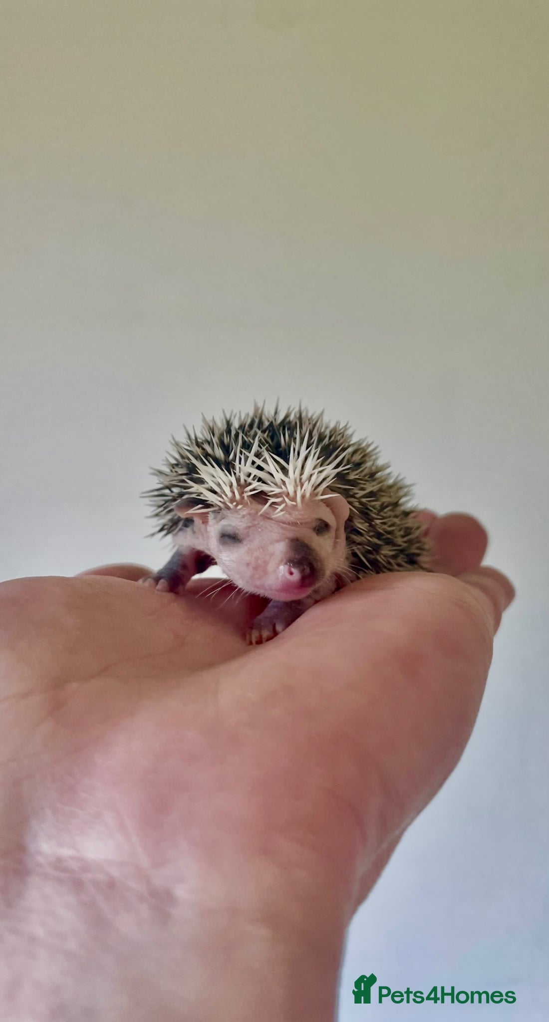 Pygmy Hedgehog rodents Adorable New Baby African Pygmy Hedgehogs - Advert 2