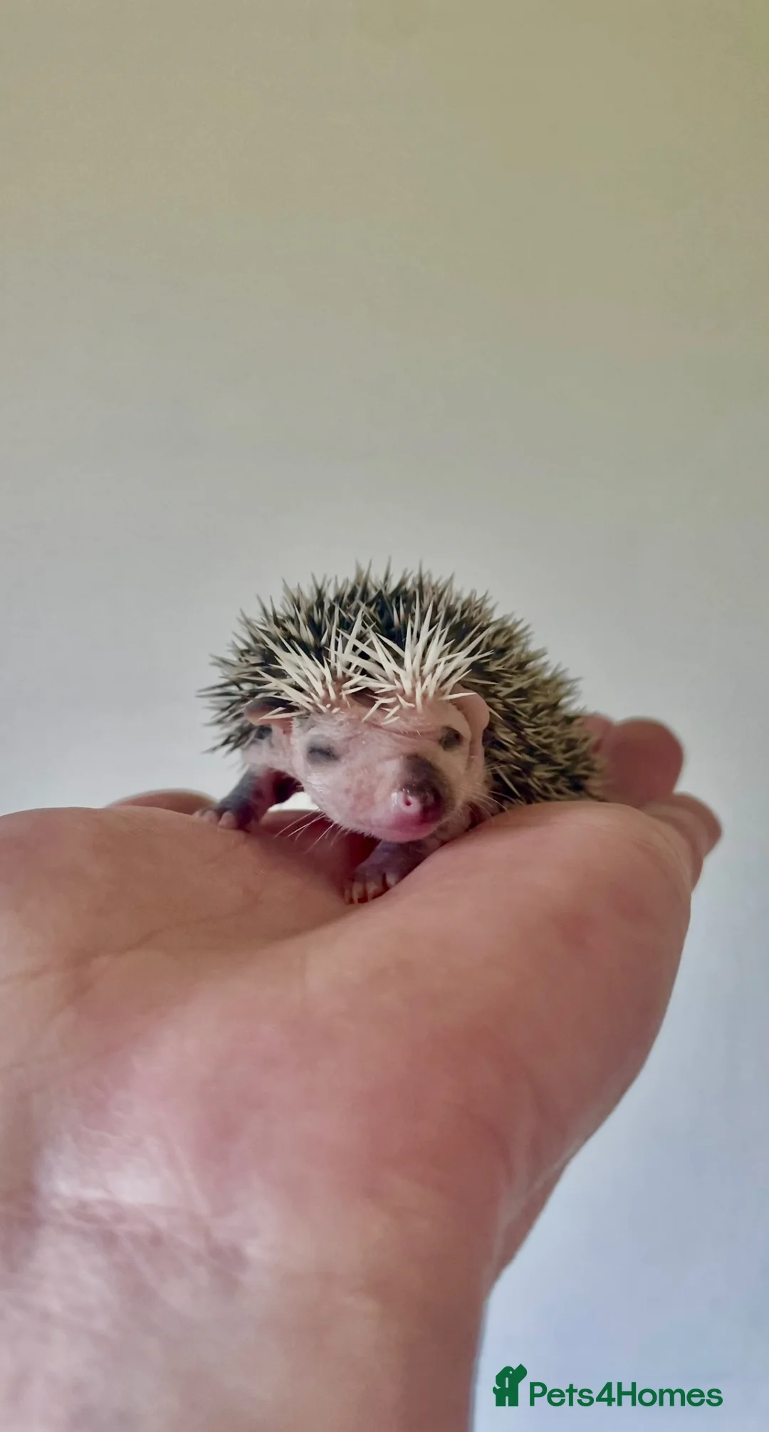 Pygmy Hedgehog rodents for sale: Adorable New Baby African Pygmy Hedgehogs - Advert 2