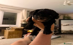 Cockapoo dogs for sale: Beautiful cockapoo puppies 🐶  - Image 6