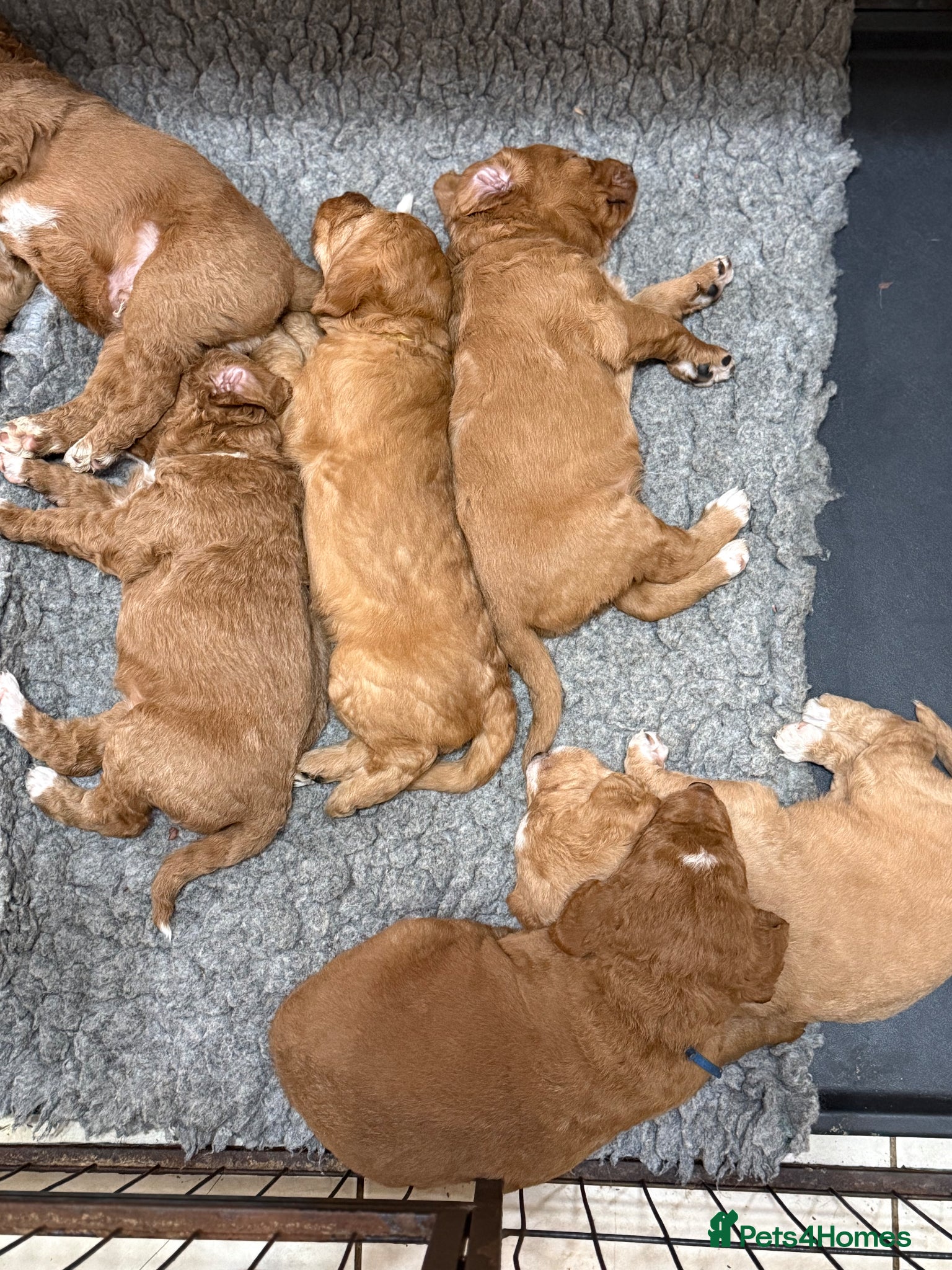 Mixed Breed dogs 5* health tested labradoodle x Australian doodles - Advert 2