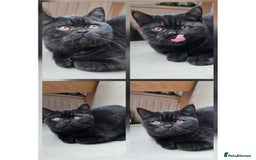 Scottish Fold cats for sale: 3 lovely kittens looking for new family  - Image 2