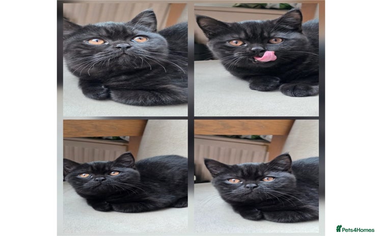 Scottish Fold cats - Advert 16