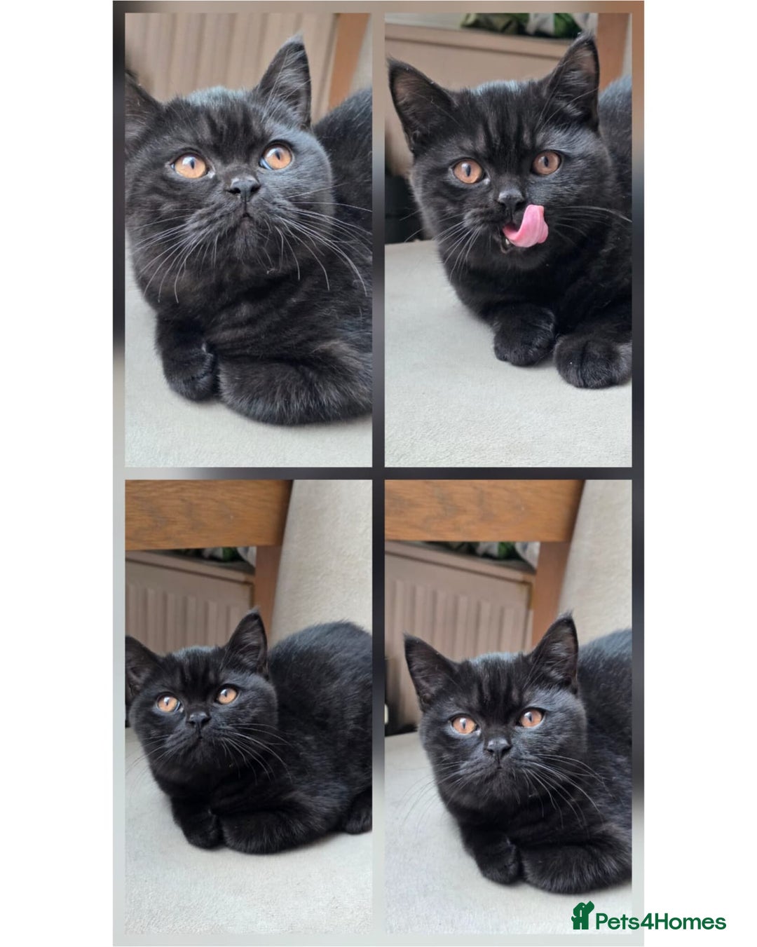 Scottish Fold cats for sale: 3 lovely kittens looking for new family  - Image 2