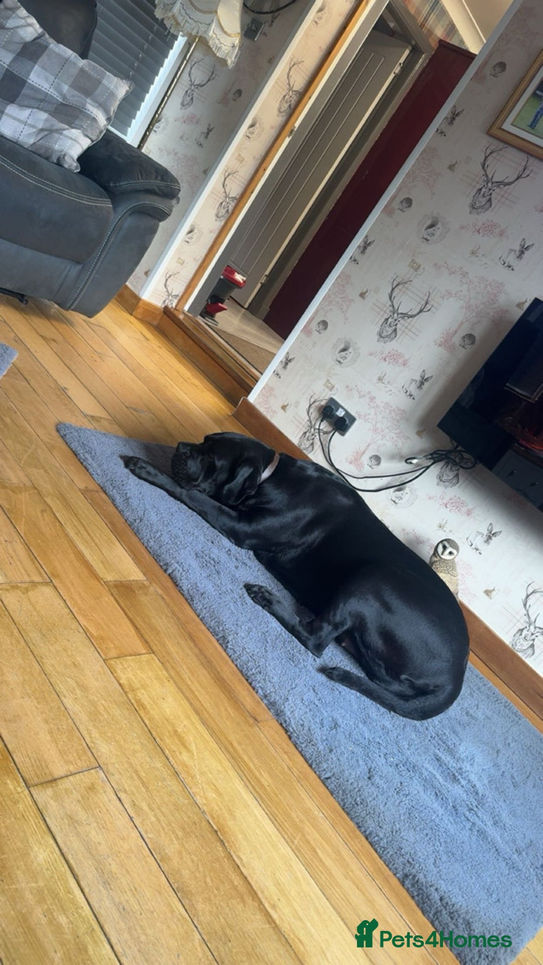 Cane Corso dogs for sale: Cane Corso Puppies - Image 17