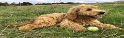 Goldendoodle dogs for sale: Phoebe F1 Miniature Goldendoodle - Advert 12