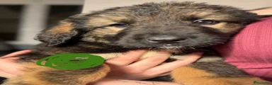 Caucasian Shepherd Dog 6