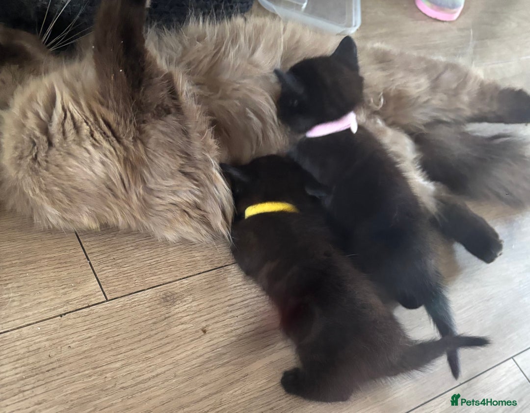 Ragdoll cats for sale: Beautiful ragdoll kittens - Image 10