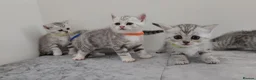 British Shorthair cats for sale: 🏆 Silver British Shorthairs pedigree 🏆  - Advert 22