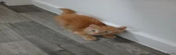 Domestic Shorthair cats for sale: Ginger kitten - Advert 1