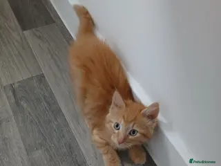 Domestic Shorthair cats Ginger kitten - Advert 9